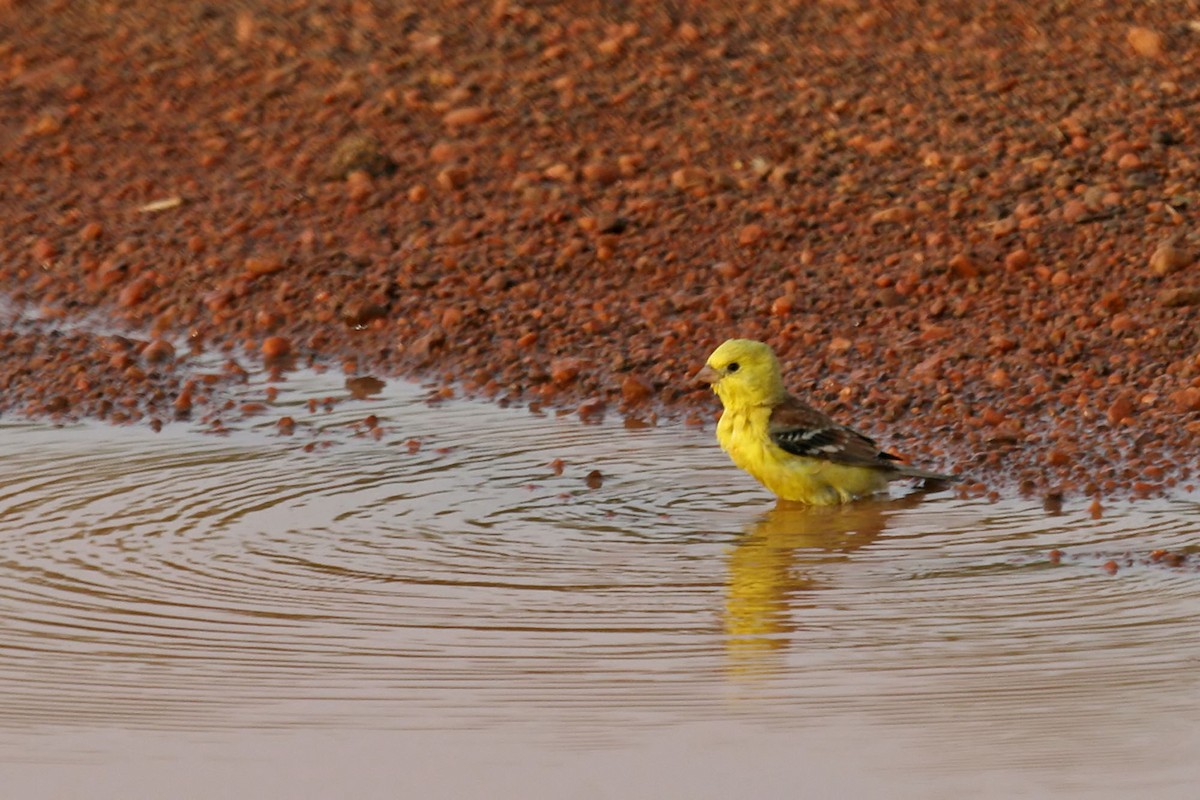 Sudan Golden Sparrow - ML204866651