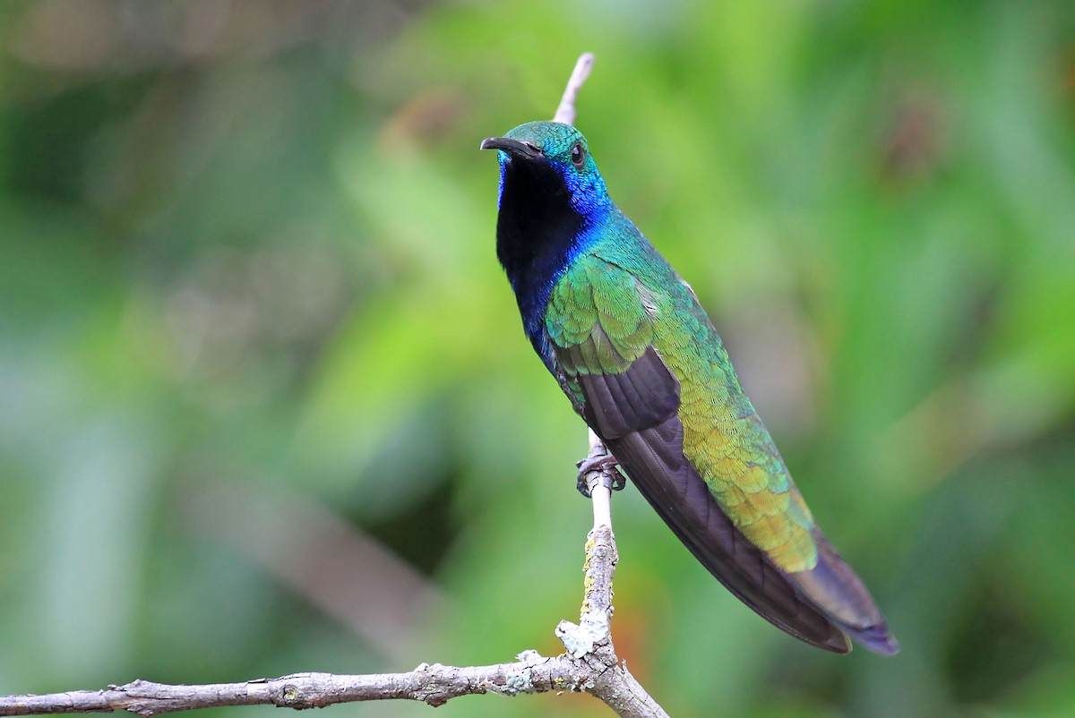 kolibřík tropický - ML204866881