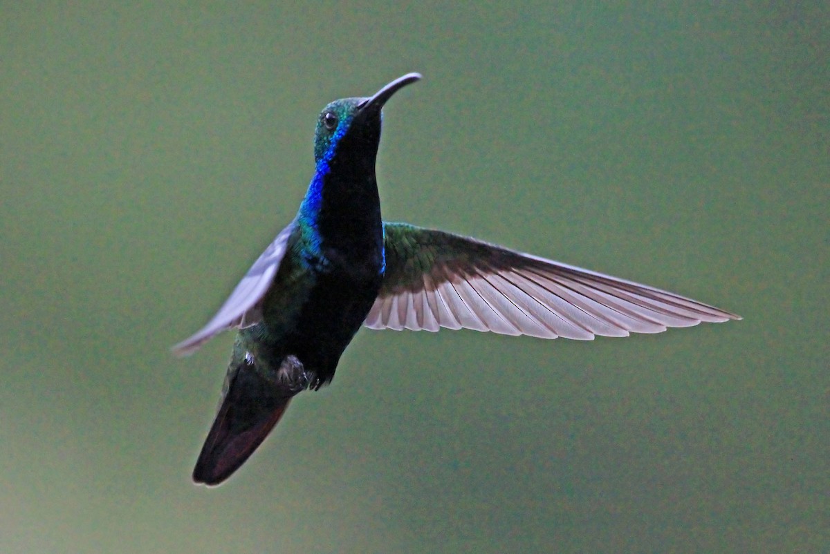kolibřík tropický - ML204866891