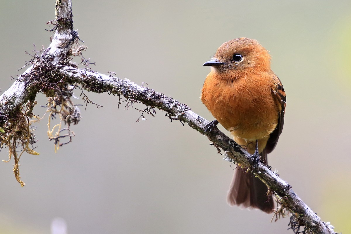 Cinnamon Flycatcher (Andean) - ML204866981