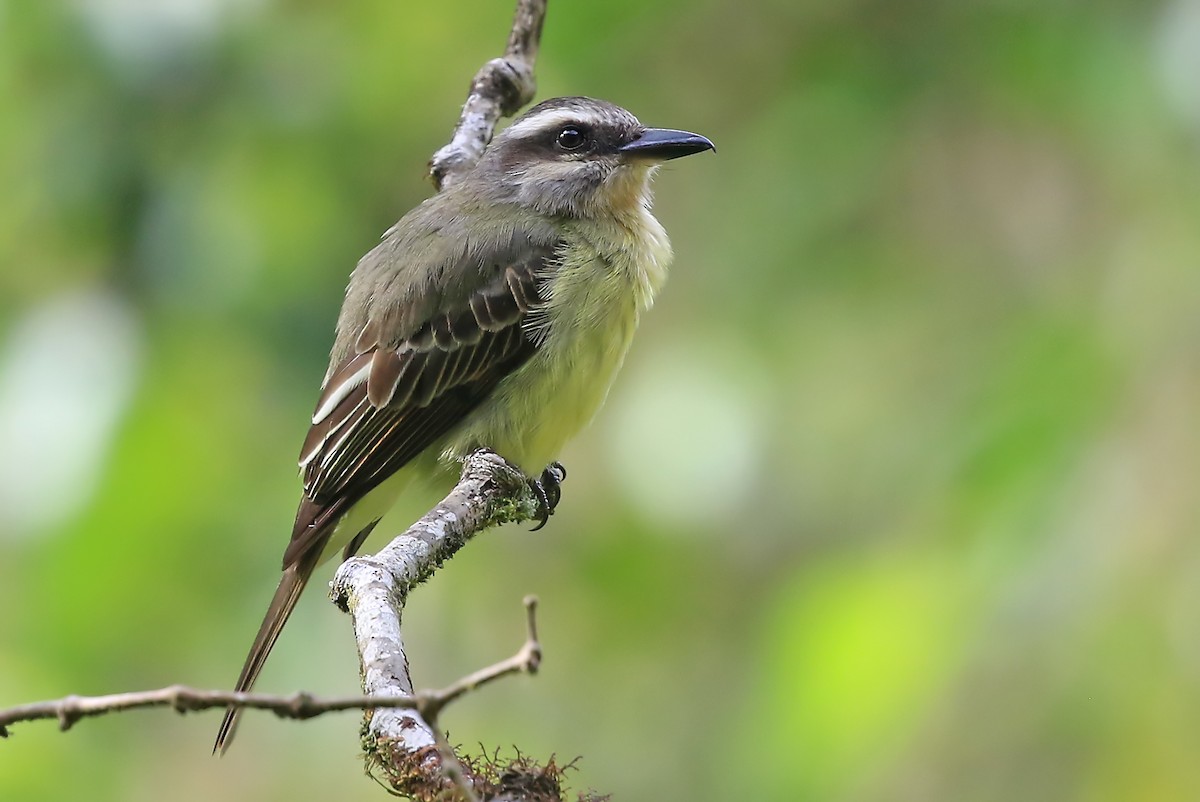 Golden-crowned Flycatcher - Phillip Edwards