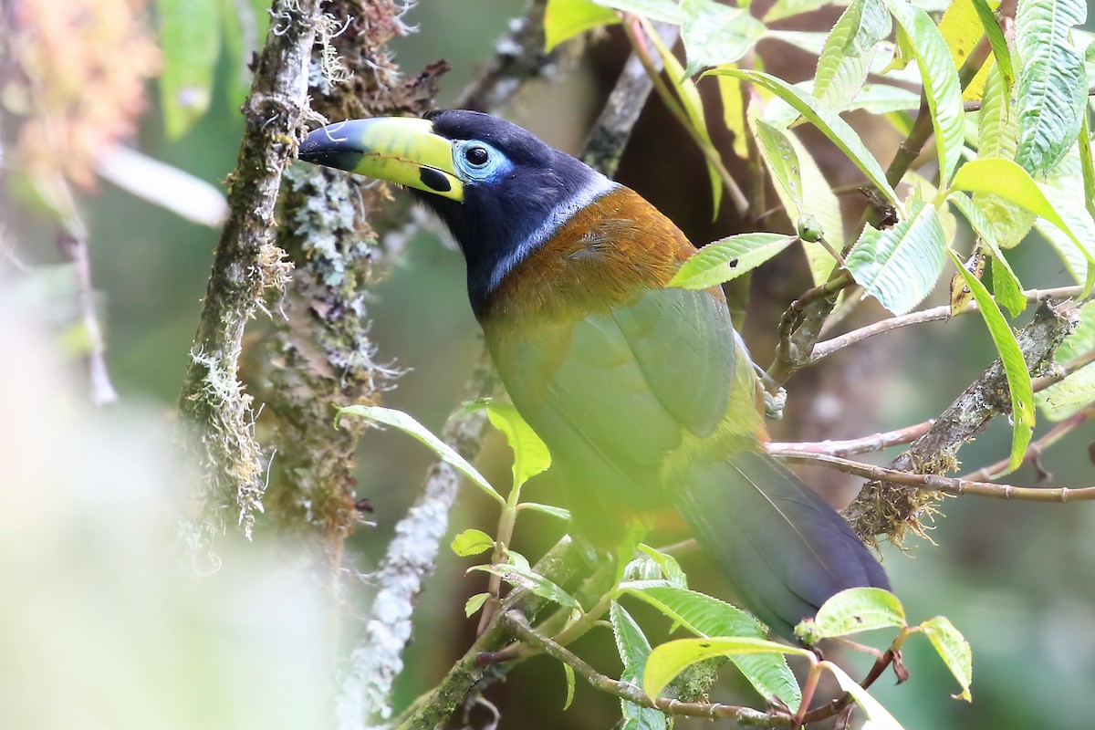 Hooded Mountain-Toucan - ML204867251