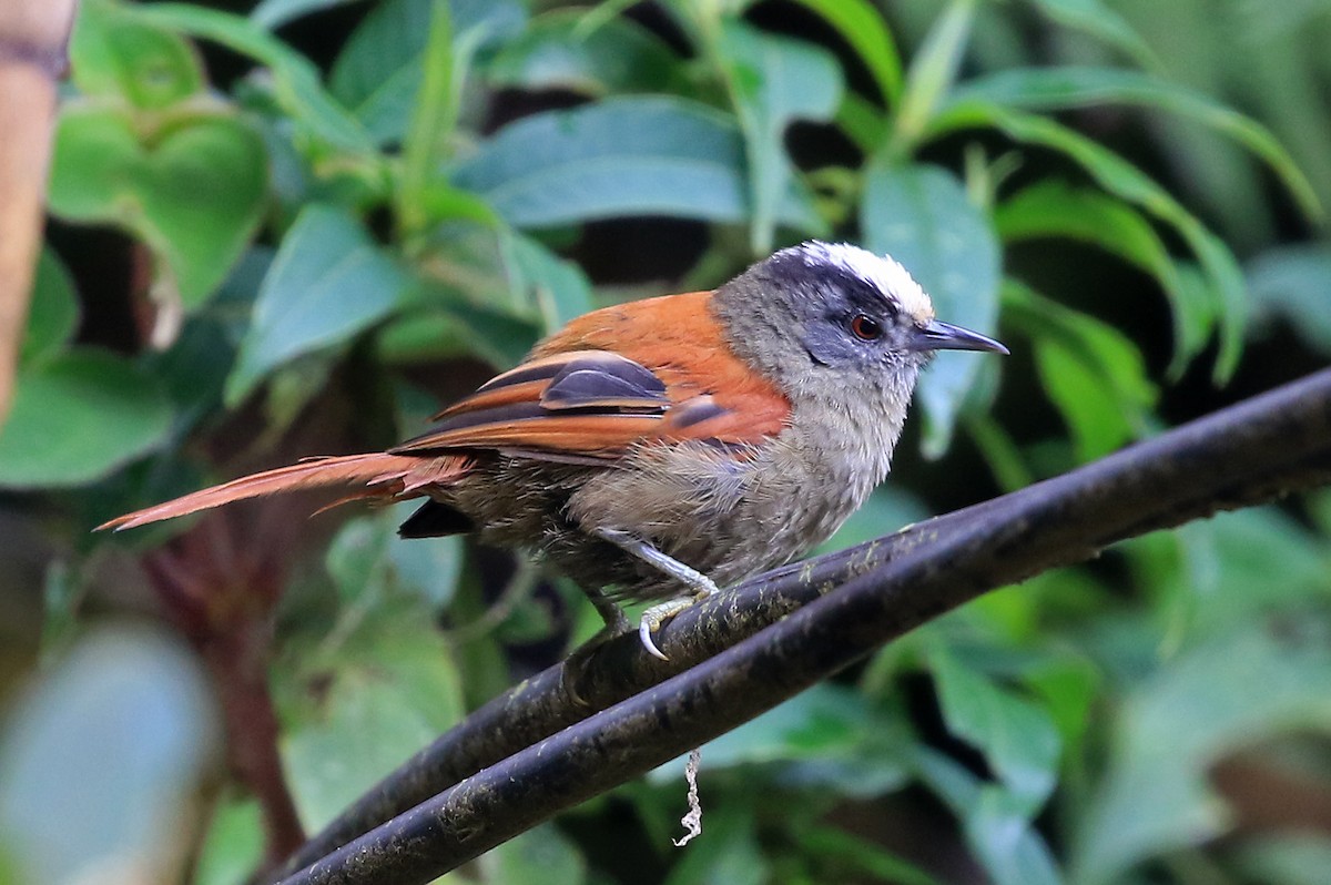 Light-crowned Spinetail (White-crowned) - Phillip Edwards