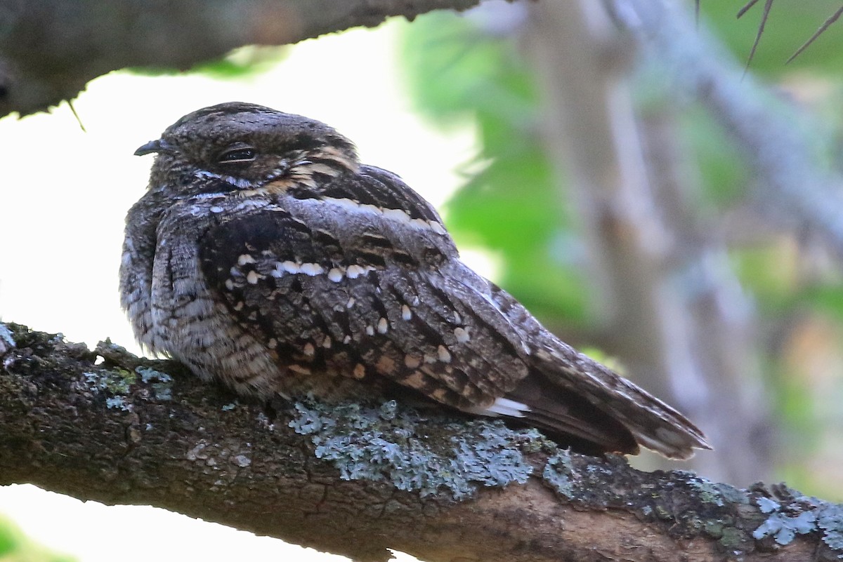 Little Nightjar - Phillip Edwards