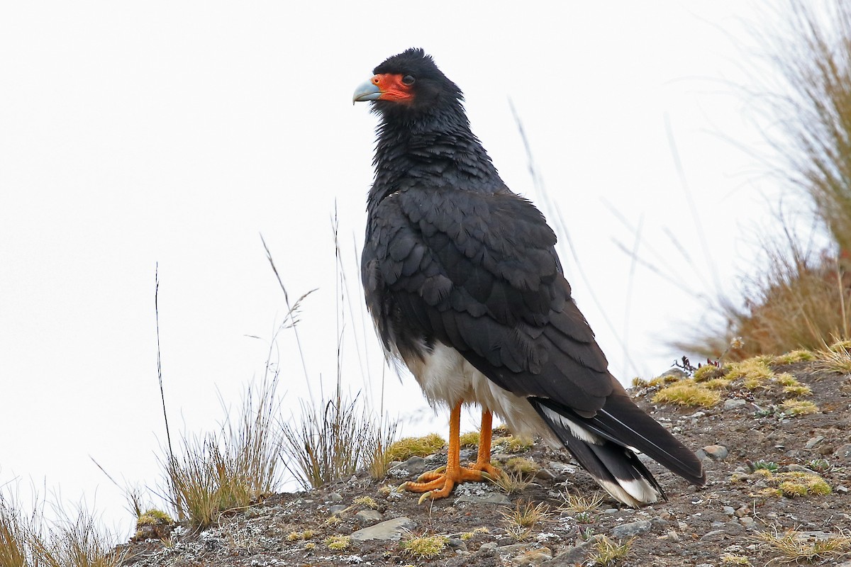 Mountain Caracara - Phillip Edwards