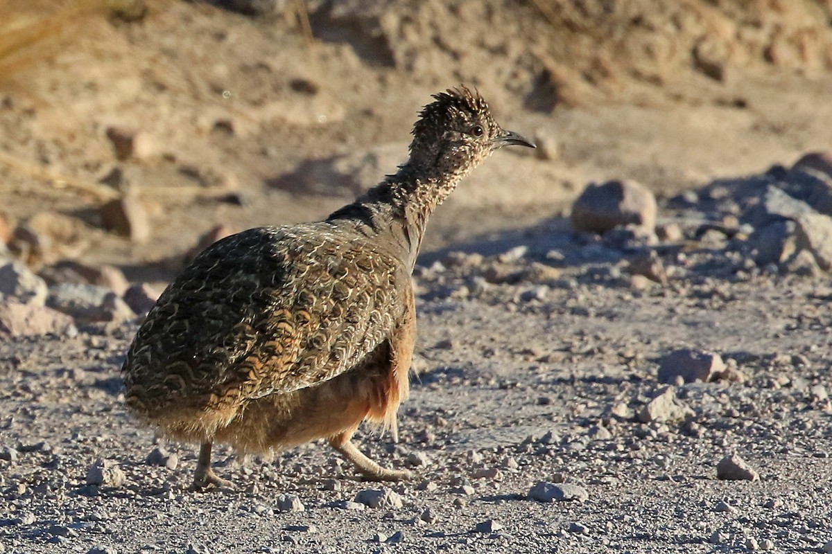 Ornate Tinamou - ML204867381