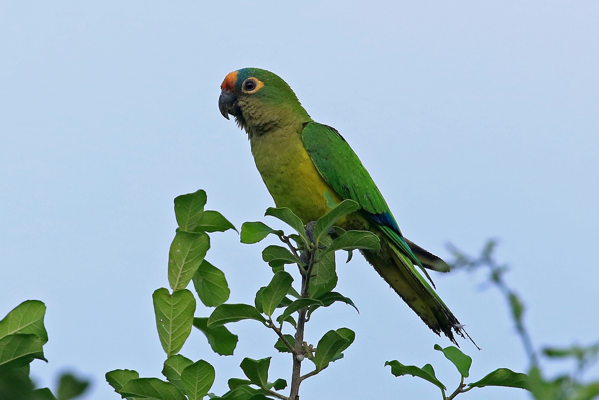 Peach-fronted Parakeet - ML204867391