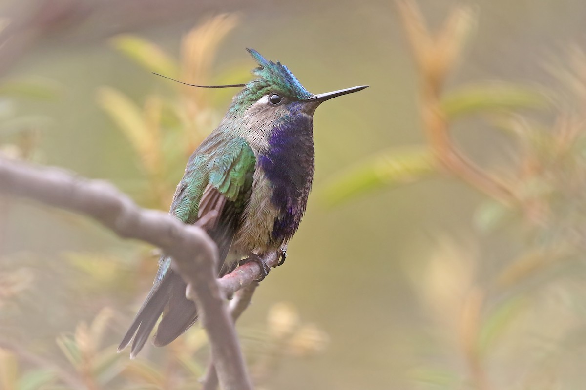 Colibrí Copetón Norteño - ML204867641