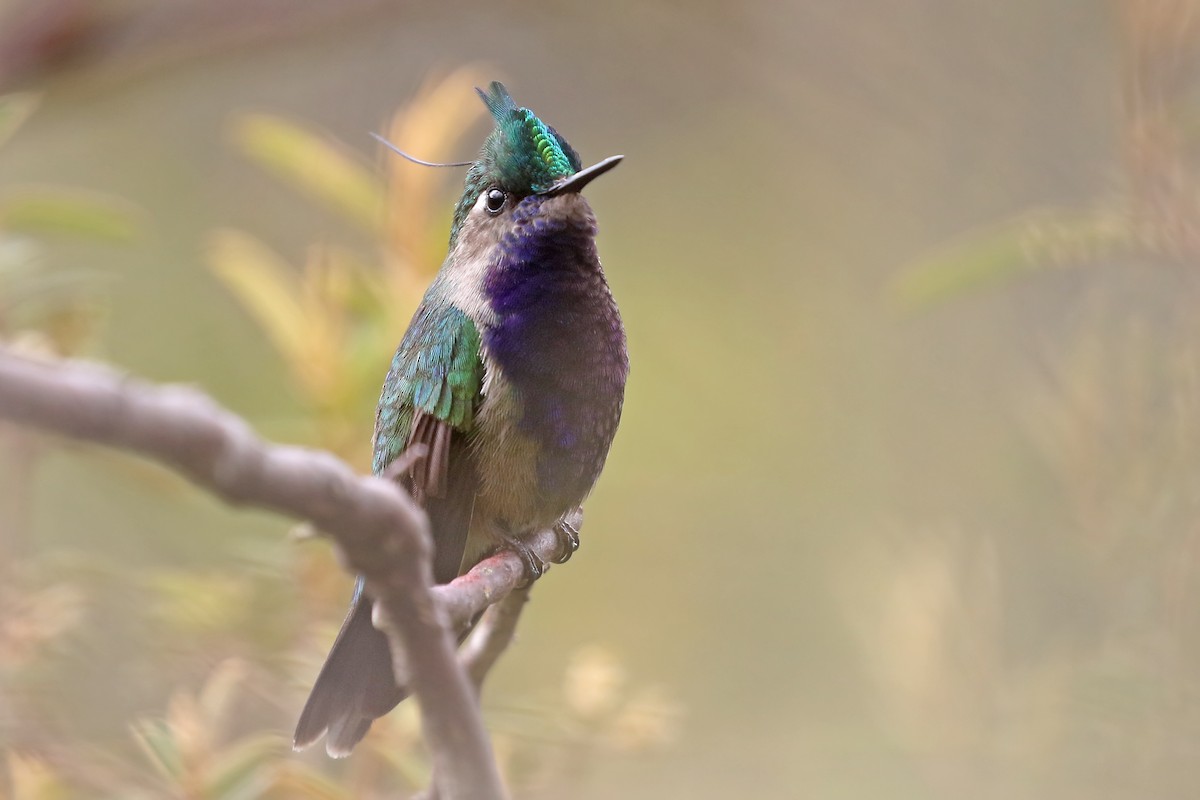 Colibrí Copetón Norteño - ML204867651