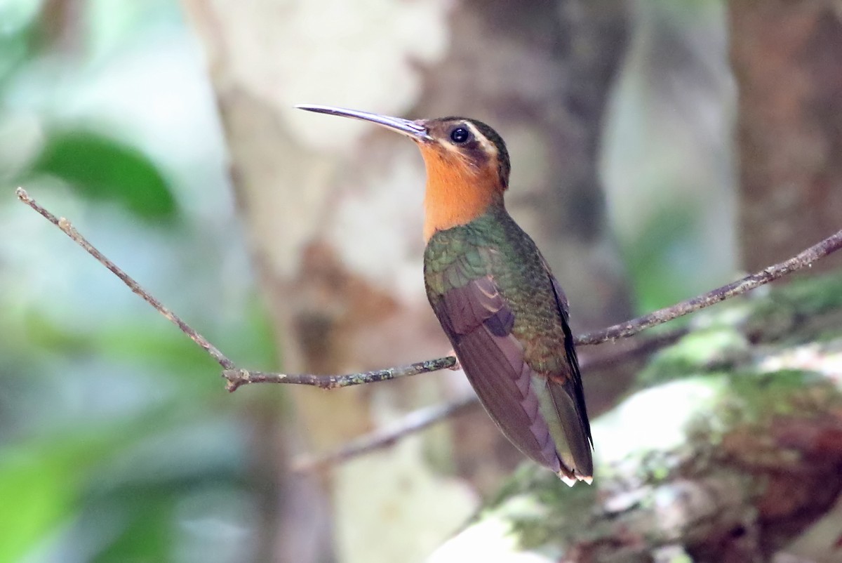 Hook-billed Hermit - ML204867851