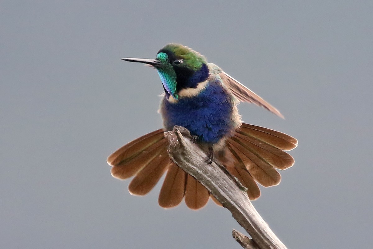 Colibrí Colaceleste - ML204867881