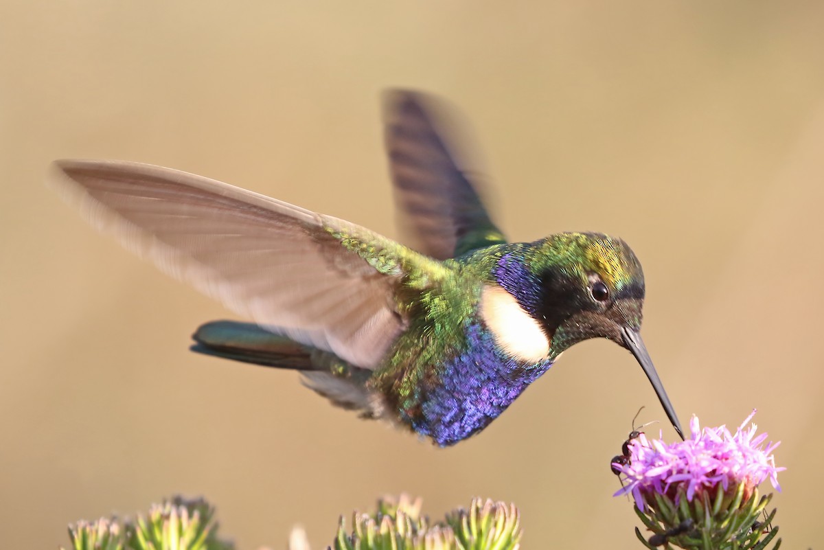 Colibrí Colaceleste - ML204867891