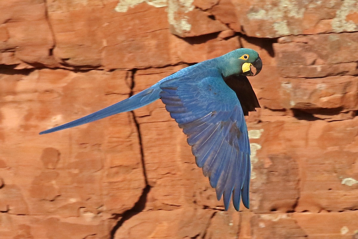 Indigo Macaw - ML204867981