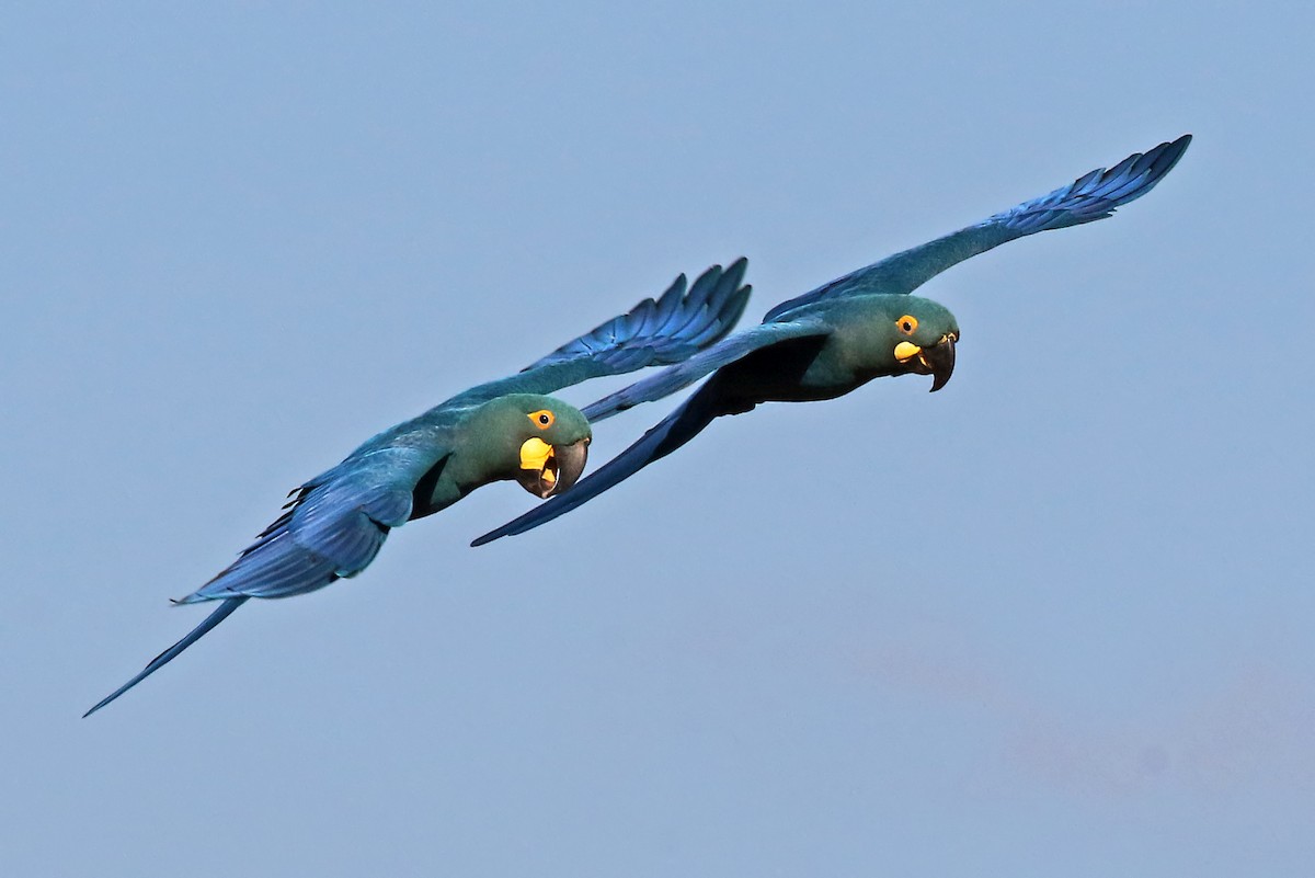 Indigo Macaw - ML204867991