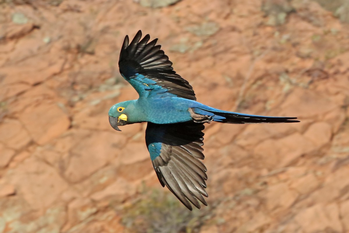 Indigo Macaw - Phillip Edwards