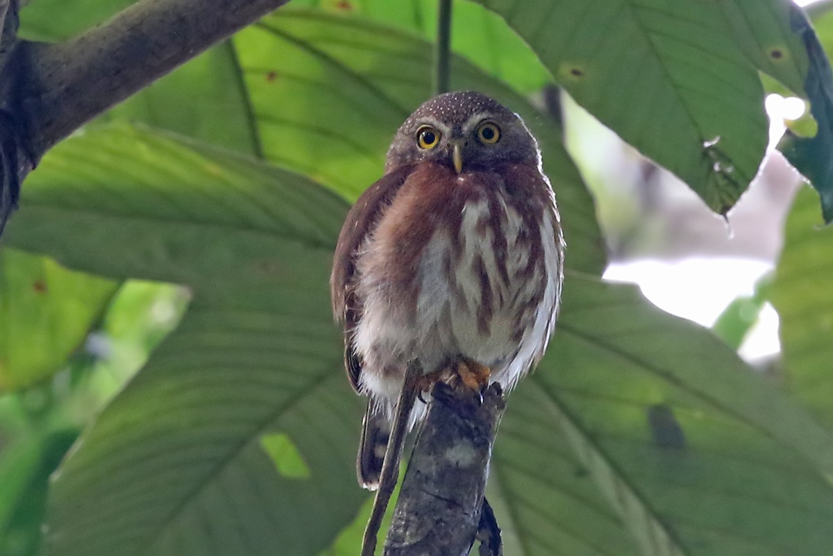 Least Pygmy-Owl - Phillip Edwards