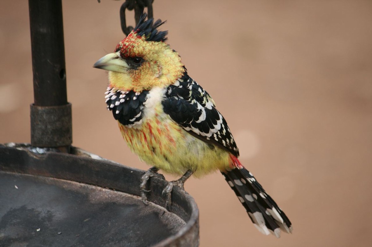 Crested Barbet - Luis Mario Arce