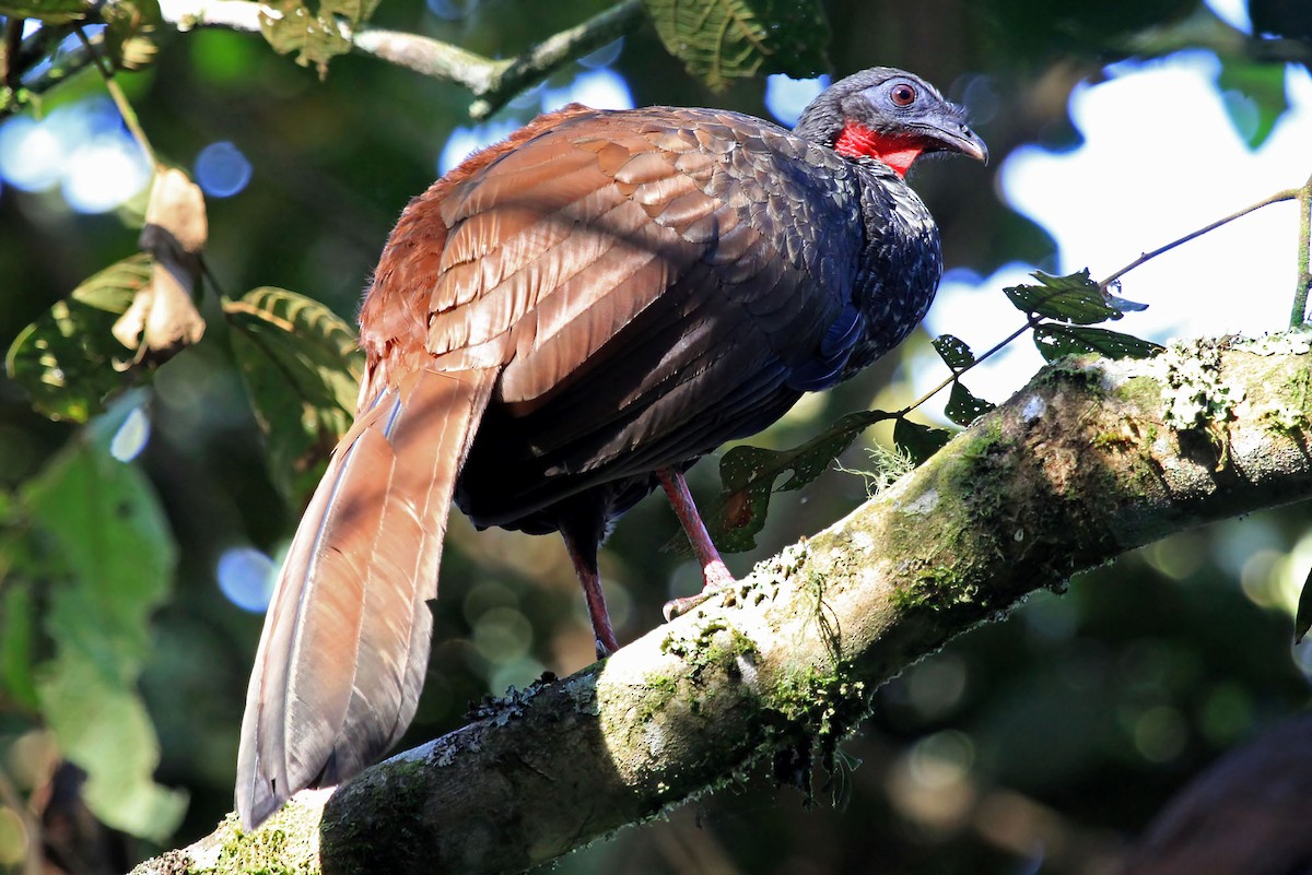 Cauca Guan - ML204868701