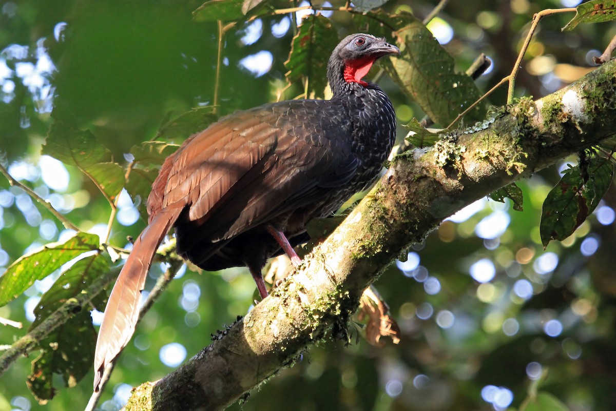 Cauca Guan - ML204868711