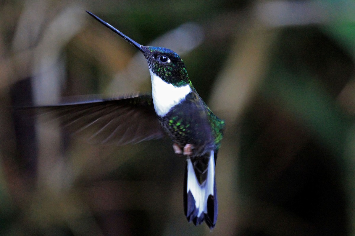 Collared Inca (Collared) - Phillip Edwards