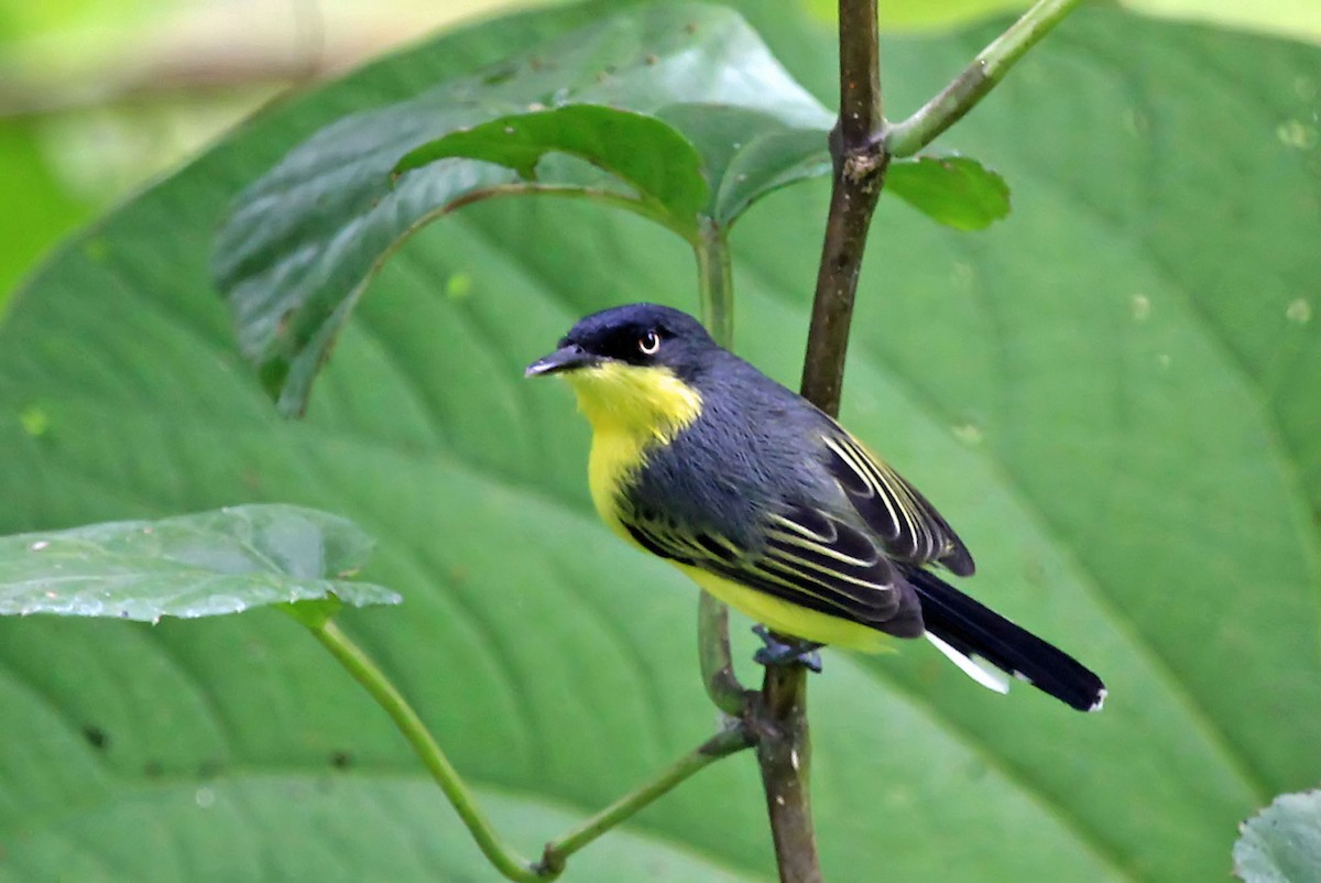 Common Tody-Flycatcher (cinereum Group) - ML204868801