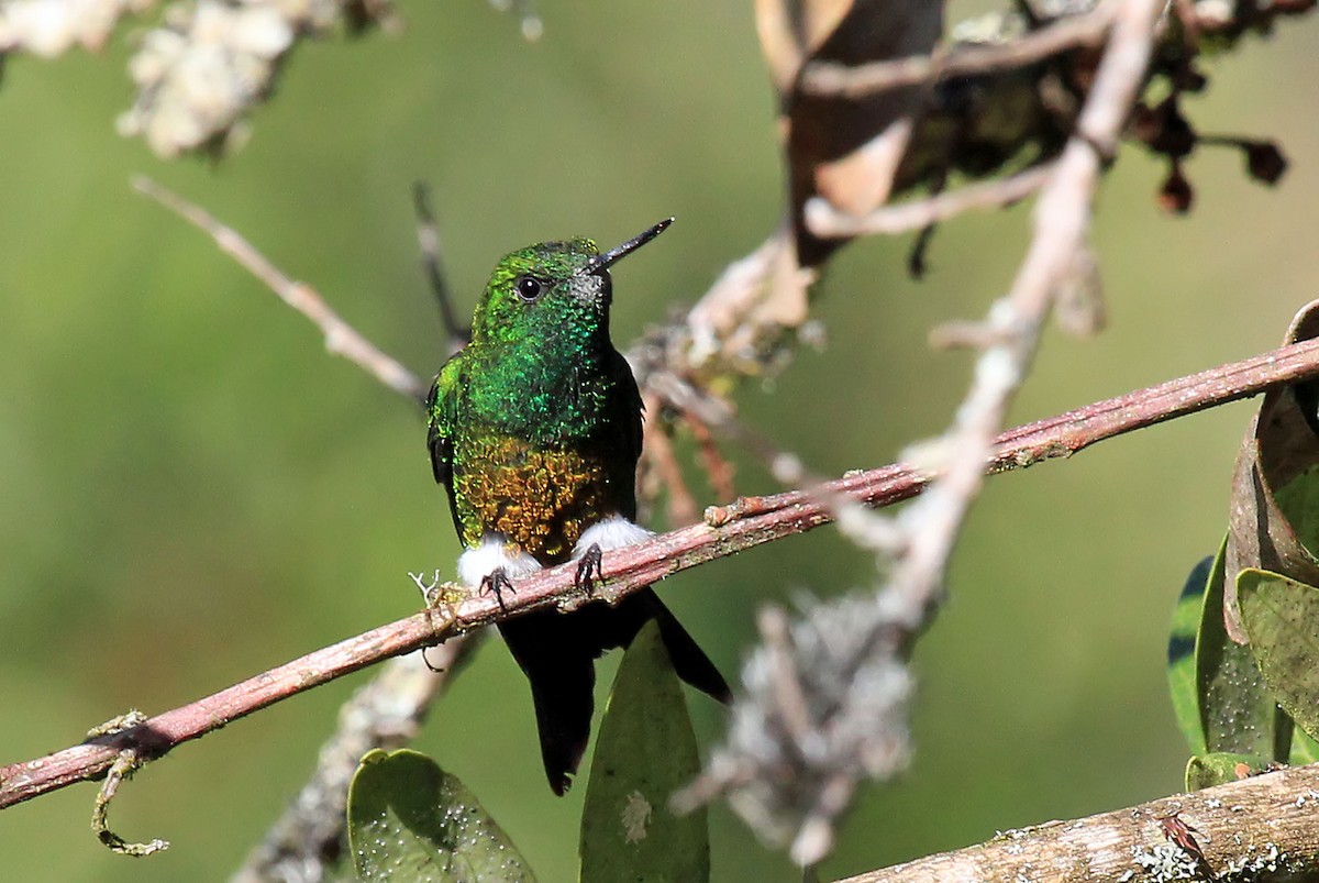 Coppery-bellied Puffleg - ML204868811