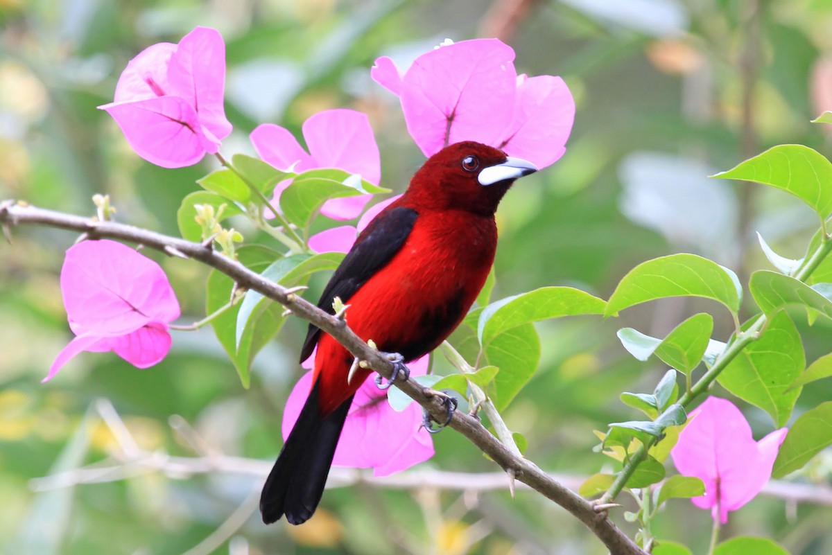 Crimson-backed Tanager - ML204868831