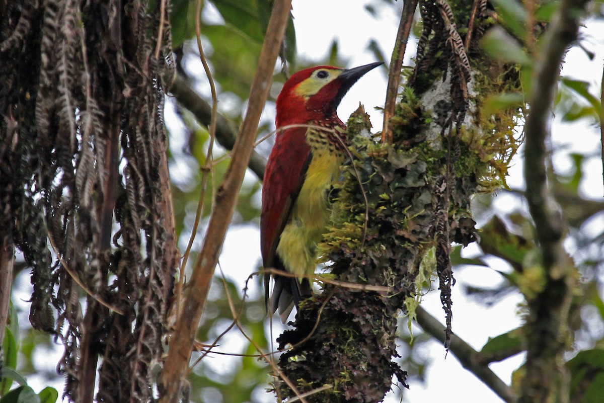 Crimson-mantled Woodpecker (Crimson-mantled) - ML204868841