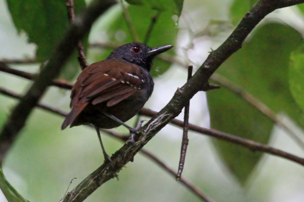 Magdalena Antbird - ML204868851