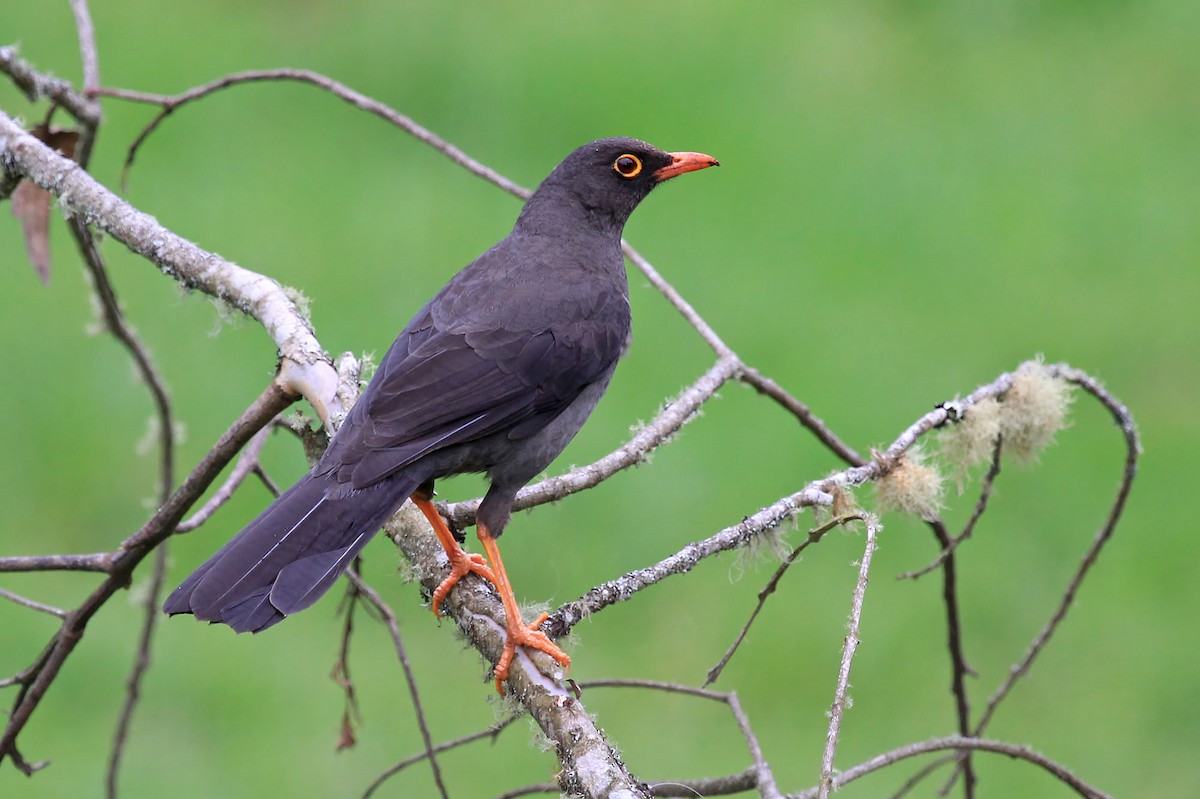 Great Thrush - ML204868951