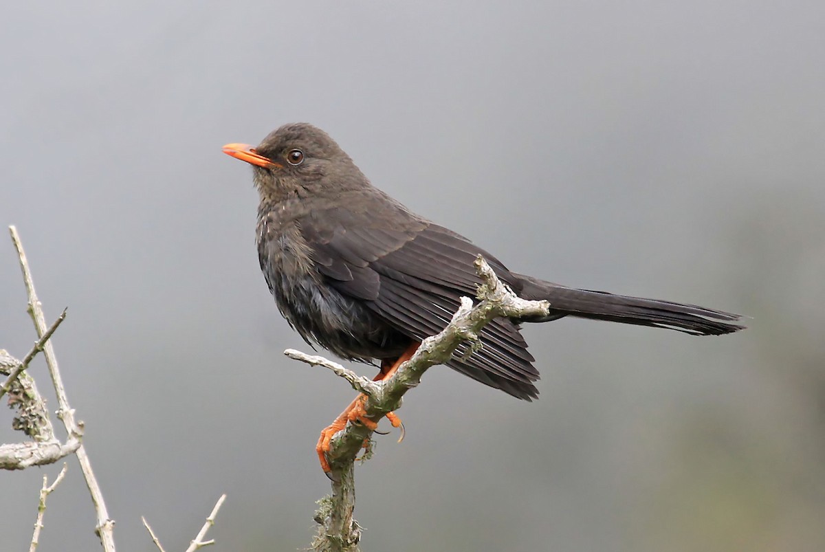 Great Thrush - ML204868961