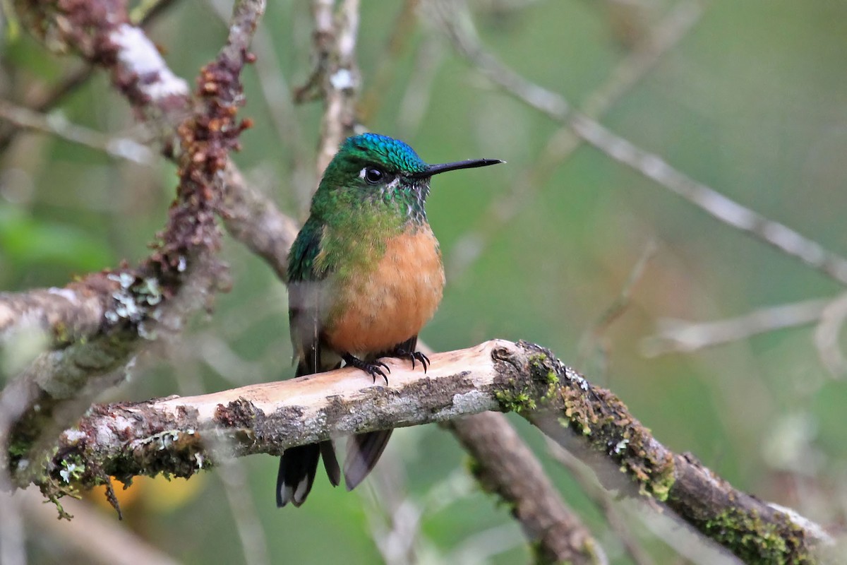 Long-tailed Sylph - Phillip Edwards