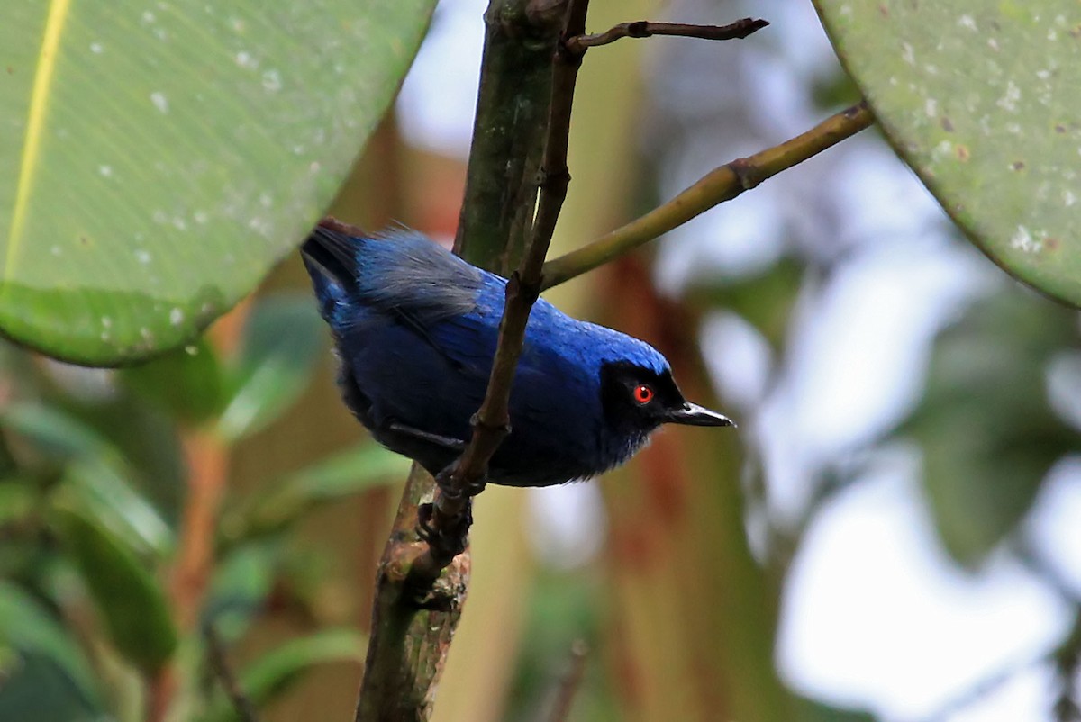 Masked Flowerpiercer - ML204869131