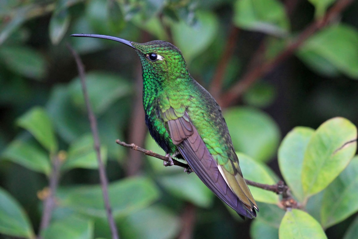 fløyelsbrystkolibri - ML204869151