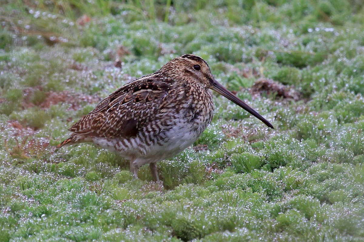 Noble Snipe - ML204869171