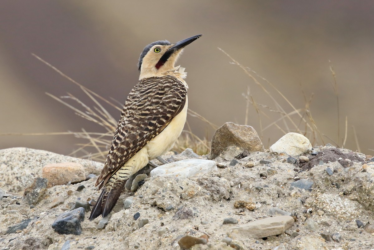 Andean Flicker (Southern) - Phillip Edwards