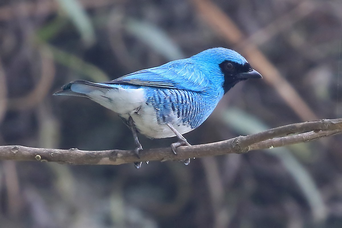 Swallow Tanager - ML204869491