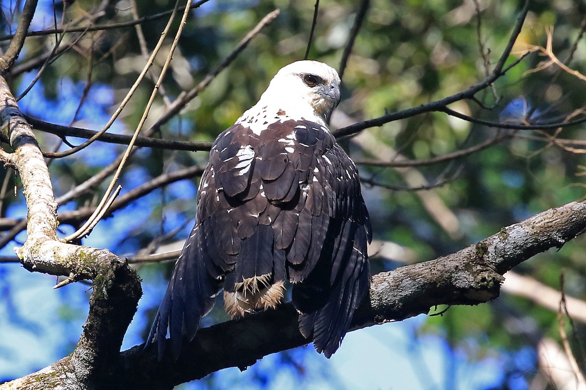 White Hawk (Black-tailed) - Phillip Edwards