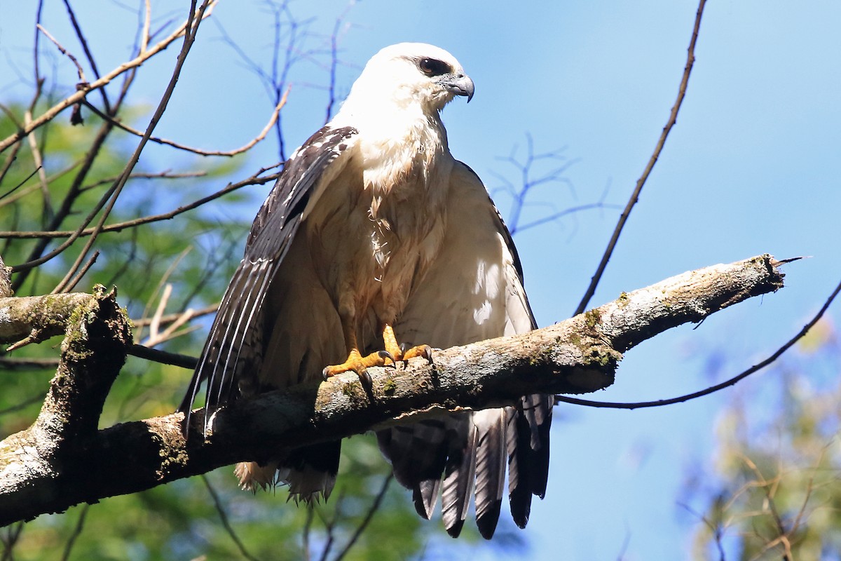 White Hawk (Black-tailed) - Phillip Edwards