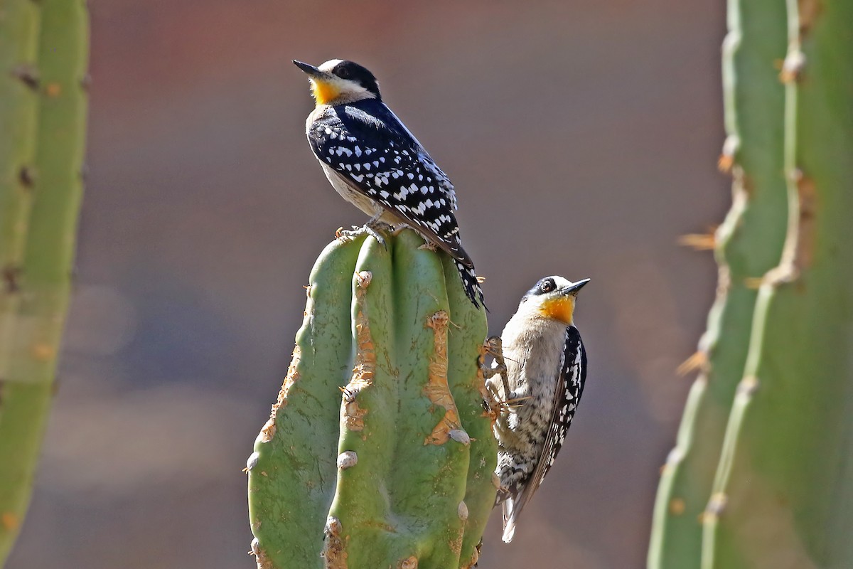 White-fronted Woodpecker - Phillip Edwards