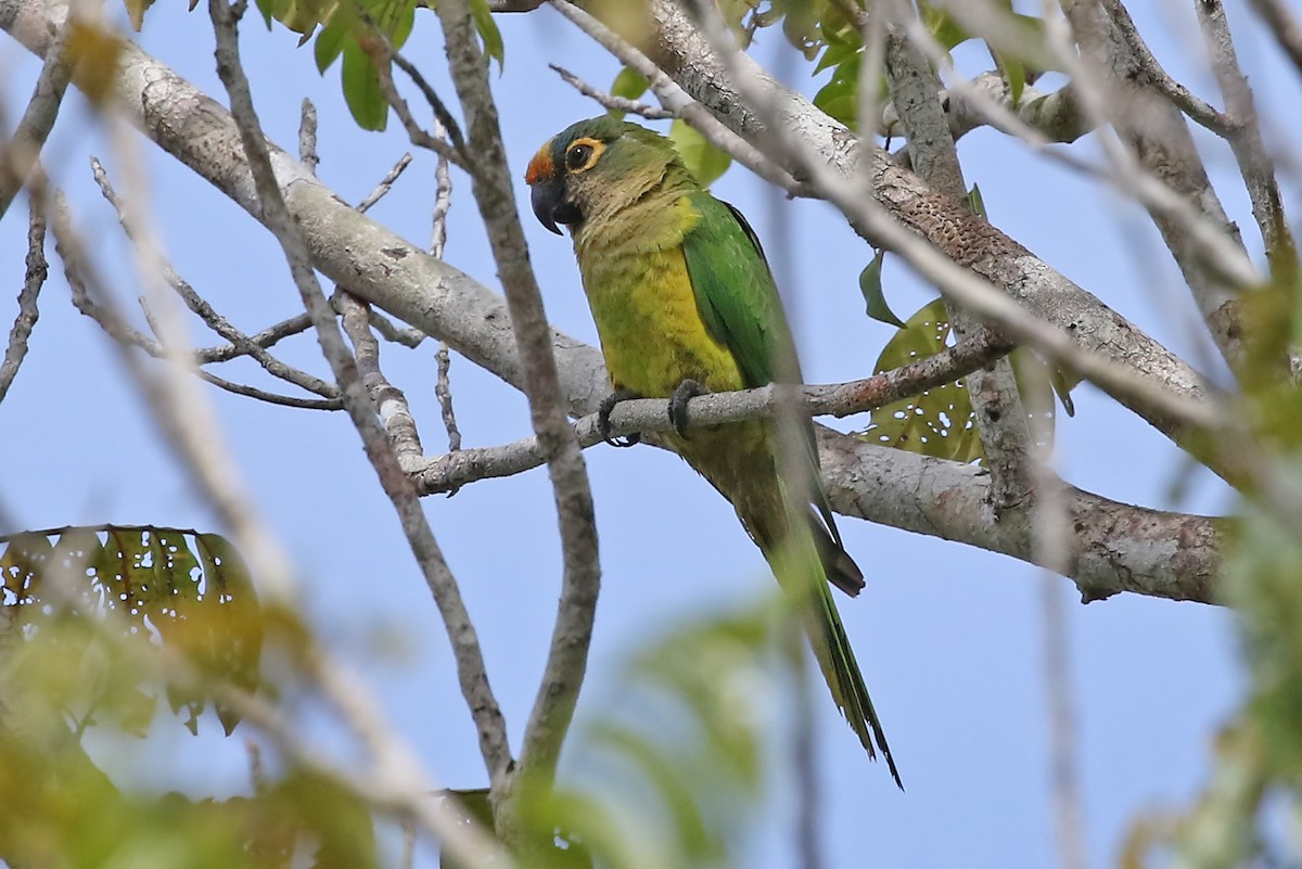 Peach-fronted Parakeet - ML204869961