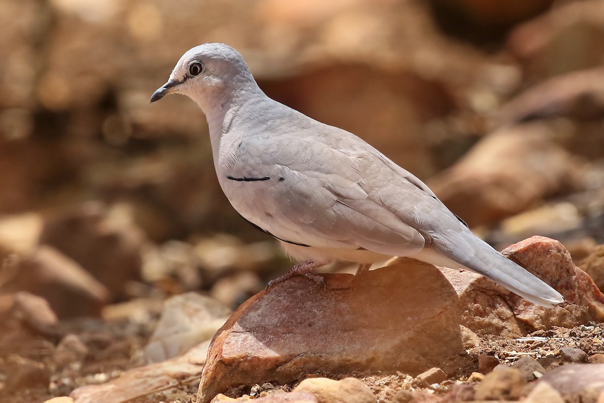Picui Ground Dove - ML204870011