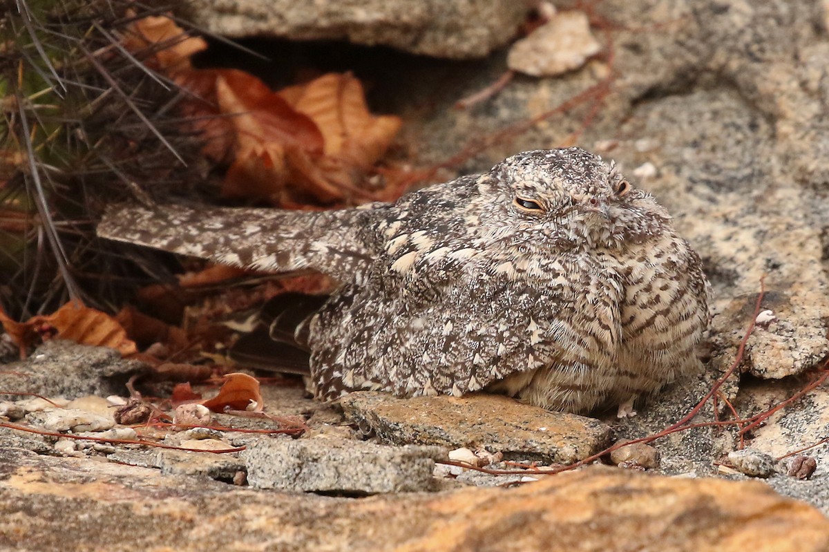 Pygmy Nightjar - ML204870191