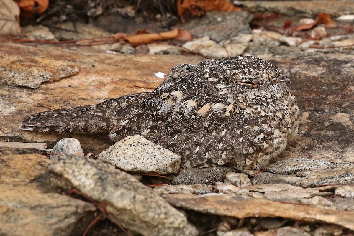 Pygmy Nightjar - ML204870201