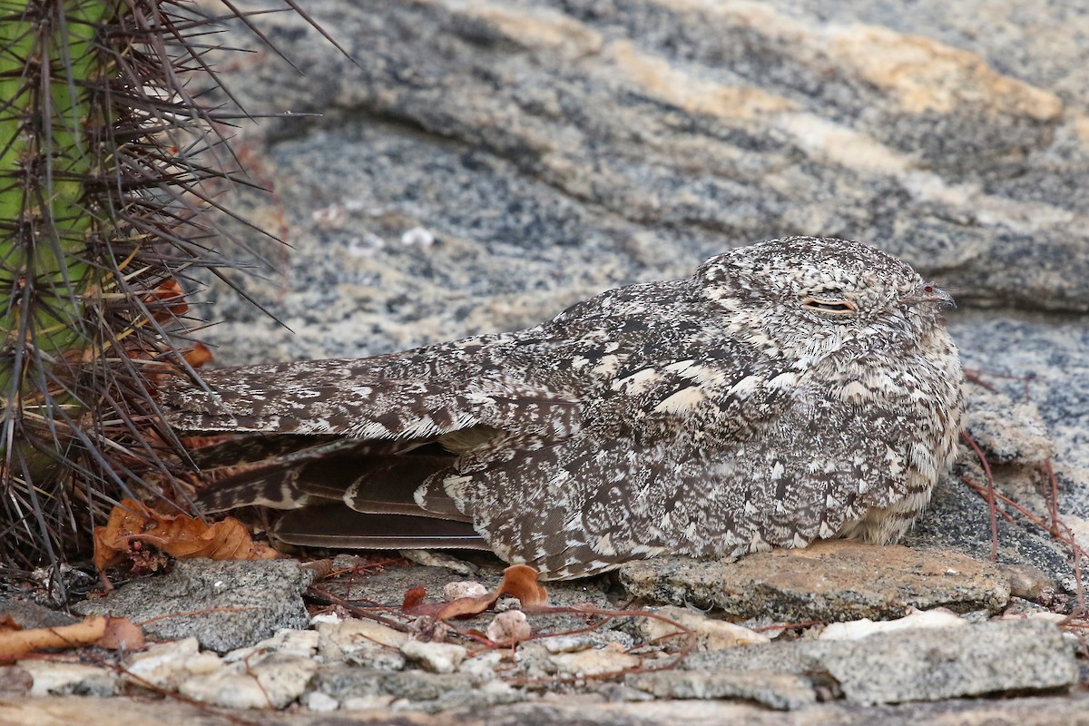 Pygmy Nightjar - ML204870211