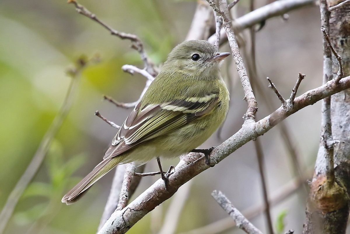 Reiser's Tyrannulet - Phillip Edwards