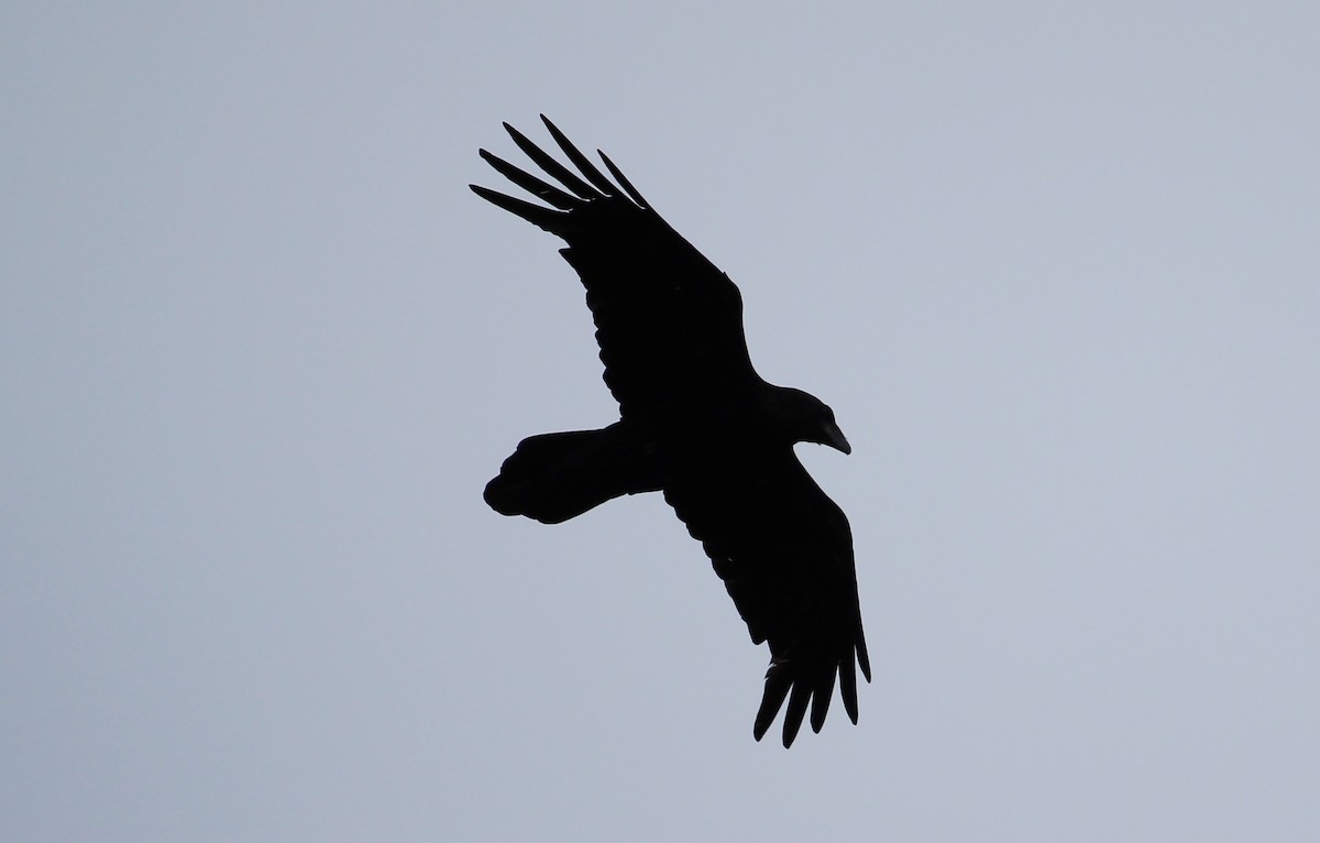 Common Raven - ML204870421