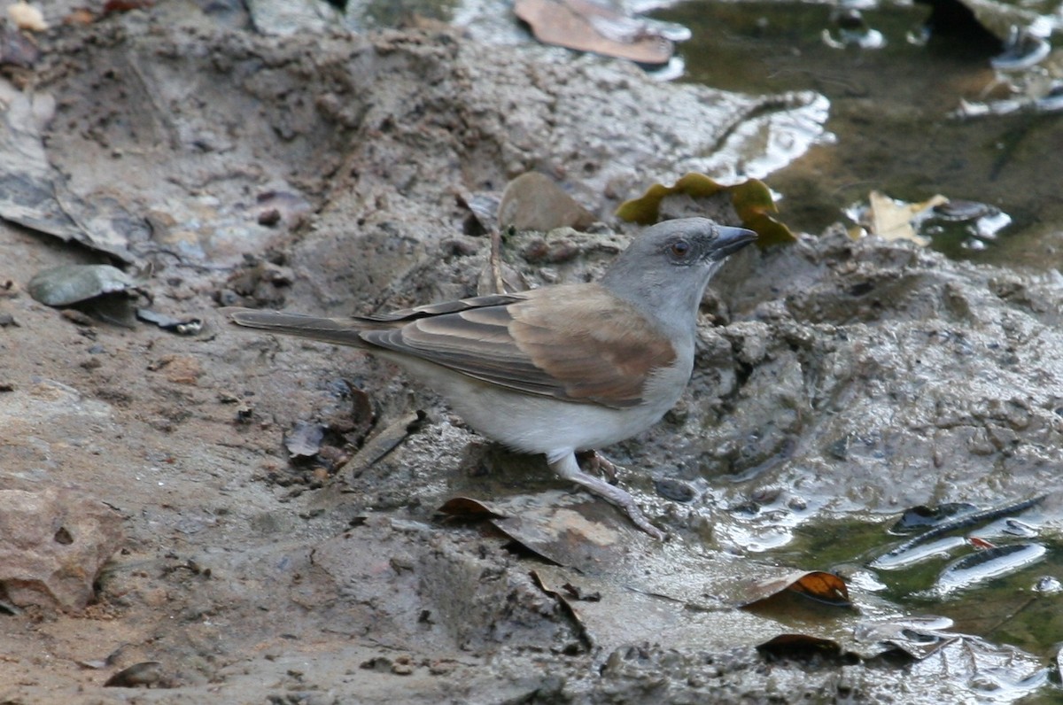 Northern Gray-headed Sparrow - Luis Mario Arce