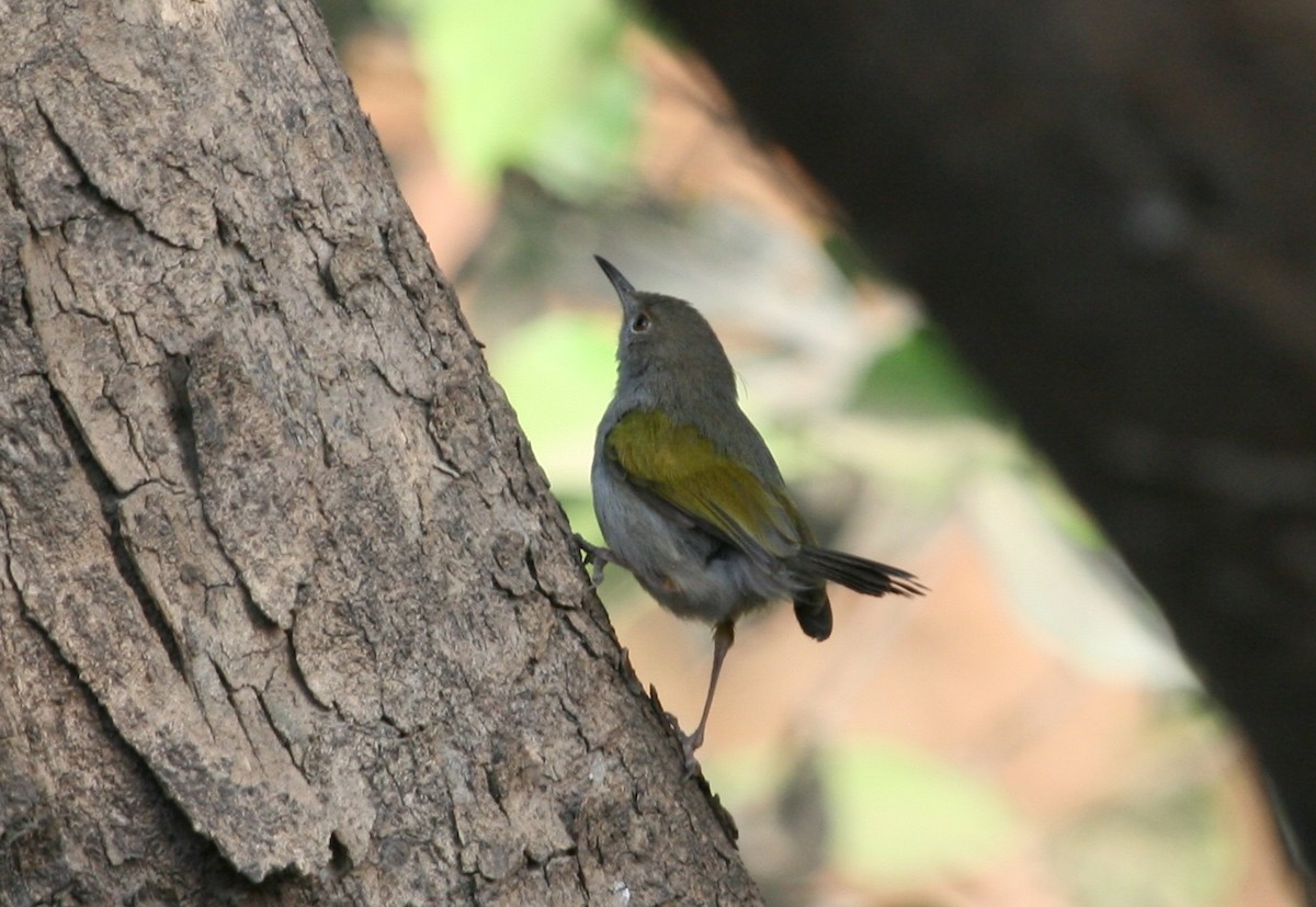 Green-backed Camaroptera (Gray-backed) - ML204870731