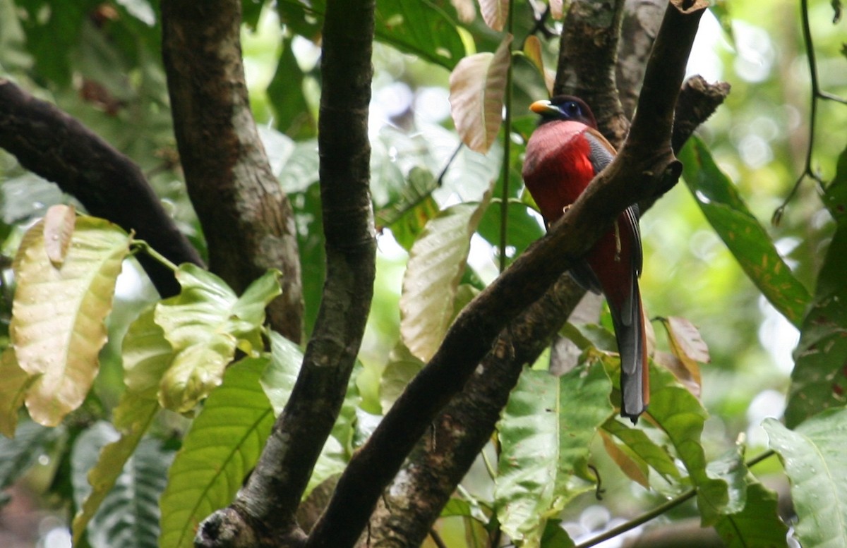 Philippine Trogon - ML204870801